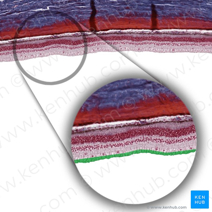 Estrato das neurofibras (Stratum neurofibrarum retinae); Imagem: 