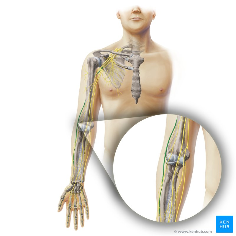 Radial nerve: origin, course and function Biology Diagrams