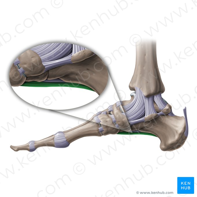 Ligamento plantar longo (Ligamentum plantare longum); Imagem: Paul Kim