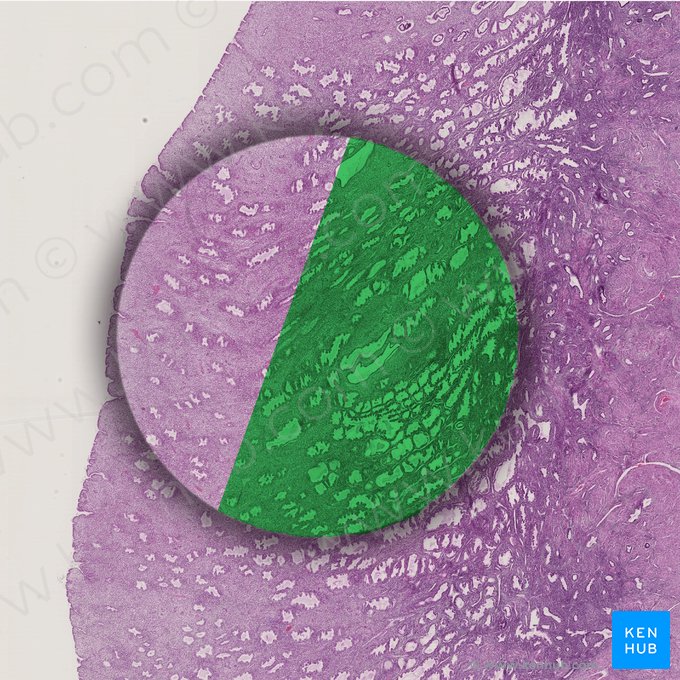 Stratum spongiosum; Image: 