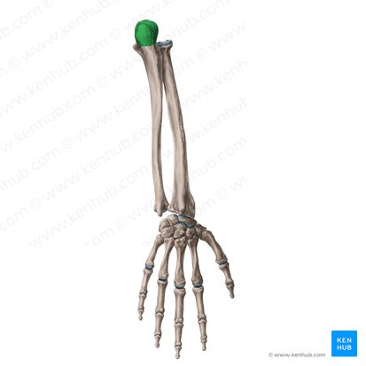 Olecranon of ulna (Olecranon ulnae); Image: Yousun Koh