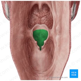 Ádito da laringe (Aditus laryngis); Imagem: Yousun Koh