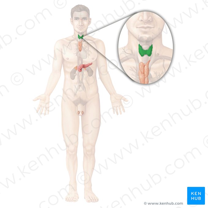 Glândula tireoide (Glandula thyroidea); Imagem: Begoña Rodriguez