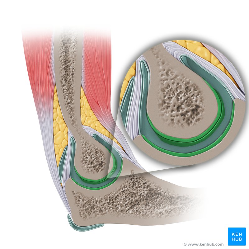 Articular cartilage of the elbow: Sagittal view