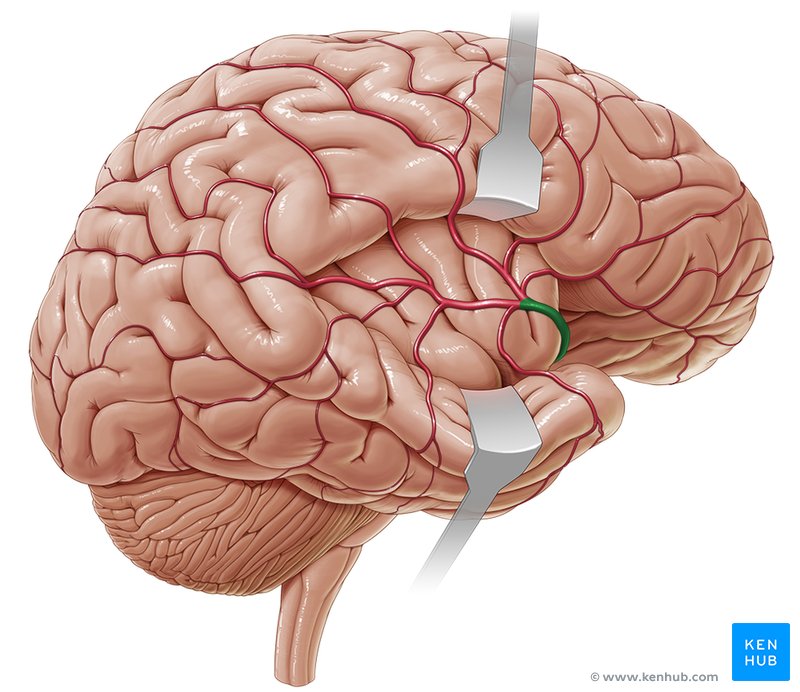 Middle cerebral artery - lateral-right view