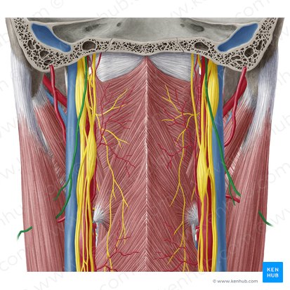 Accessory nerve (Nervus accessorius); Image: Yousun Koh