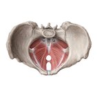 Músculos do assoalho pélvico e do períneo 