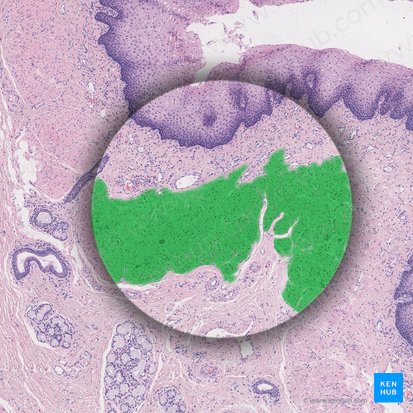 Lámina muscular de la mucosa (Lamina muscularis mucosae); Imagen: 