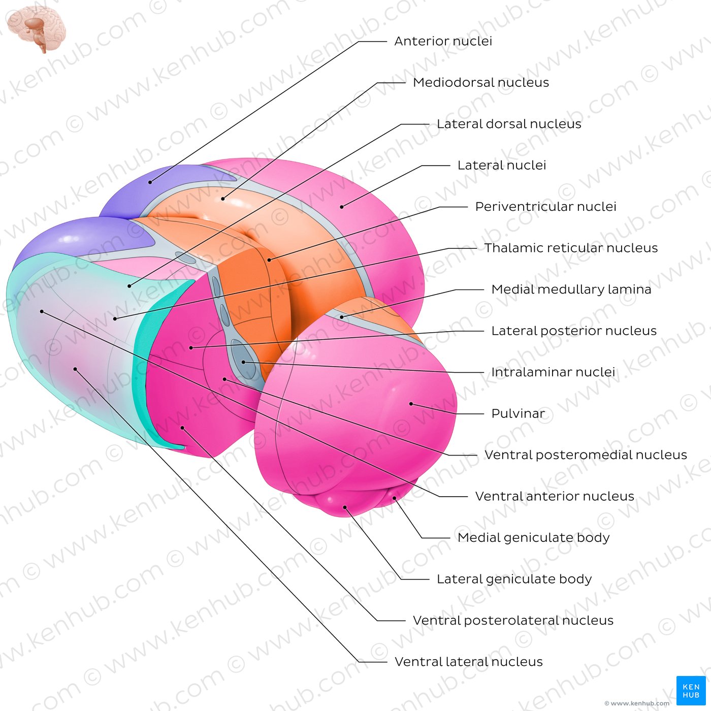 Thalamic nuclei