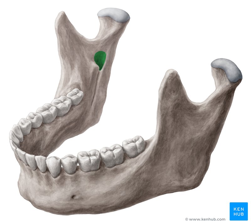 Inferior alveolar foramen/mandibular foramen (left lateral view)