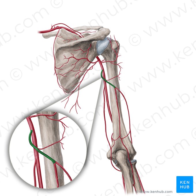 Deep brachial artery (Arteria profunda brachii); Image: Yousun Koh