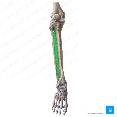 Membrana interósea de la pierna (Membrana interossea cruris); Imagen: Liene Znotina