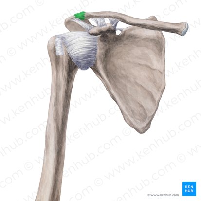 Articulación acromioclavicular (Articulatio acromioclavicularis); Imagen: Yousun Koh