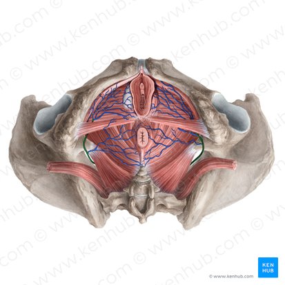 Vena pudenda interna; Imagen: Rebecca Betts