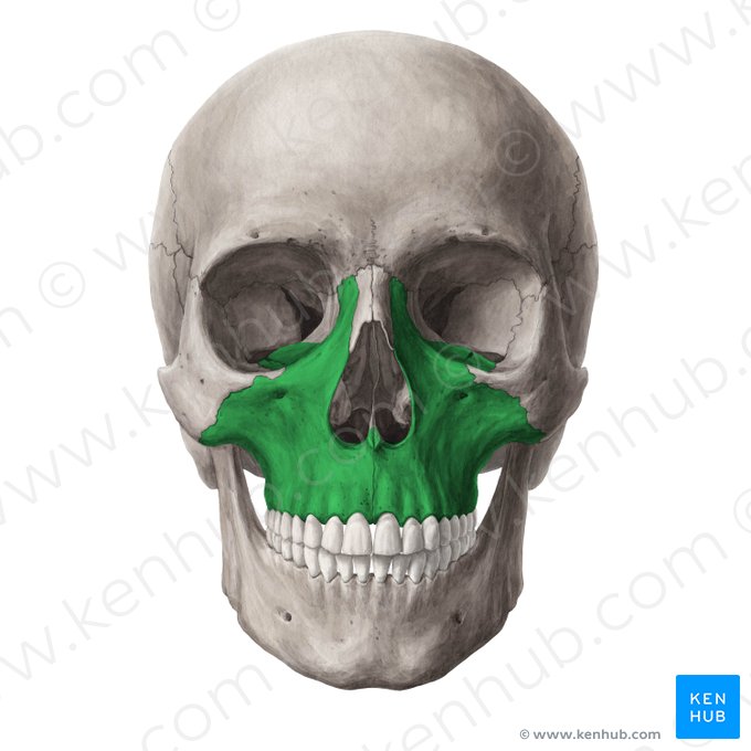 Maxillaire (Maxilla); Image : Yousun Koh