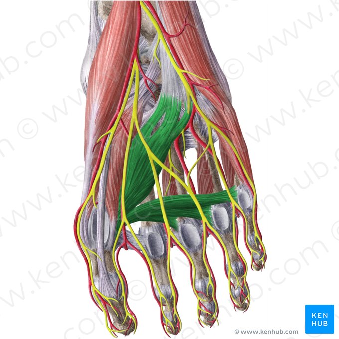 Musculus adductor hallucis (Großzehenanzieher); Bild: Liene Znotina