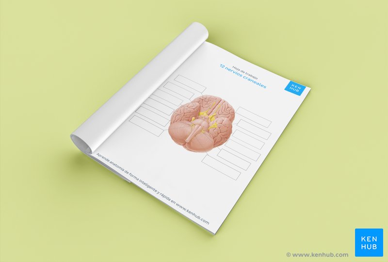 Pon a prueba tu conocimiento sobre los nervios craneales con nuestro diagrama en PDF para identificar estructuras. ¡Descárgalo más abajo!