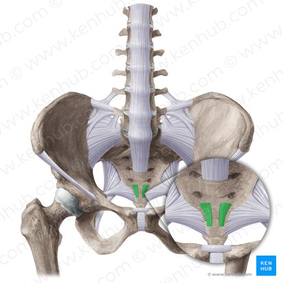 Ligamentum sacrococcygeum anterius (Vorderes Kreuzbein-Steißbein-Band); Bild: Liene Znotina