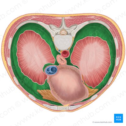 Pars diaphragmatica pleurae parietalis (Zwerchfellteil des Rippenfells); Bild: Brendon Farley