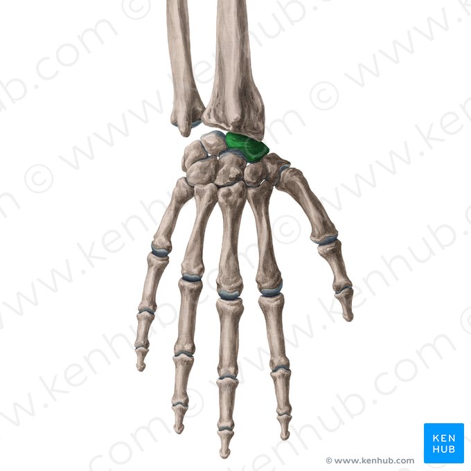 Scaphoid bone (Os scaphoideum); Image: Yousun Koh