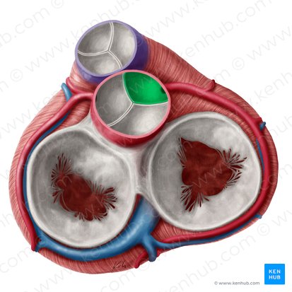 Cúspide coronária direita da valva aórtica (Valvula coronaria dextra valvae aortae); Imagem: Yousun Koh