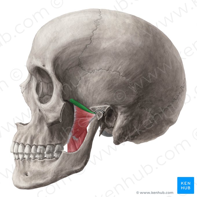 Cabeza superior del músculo pterigoideo lateral (Caput superius musculi pterygoidei lateralis); Imagen: Yousun Koh