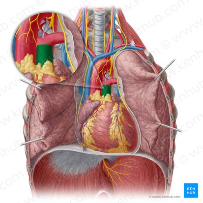 Pulmonary trunk (Truncus pulmonalis); Image: Yousun Koh
