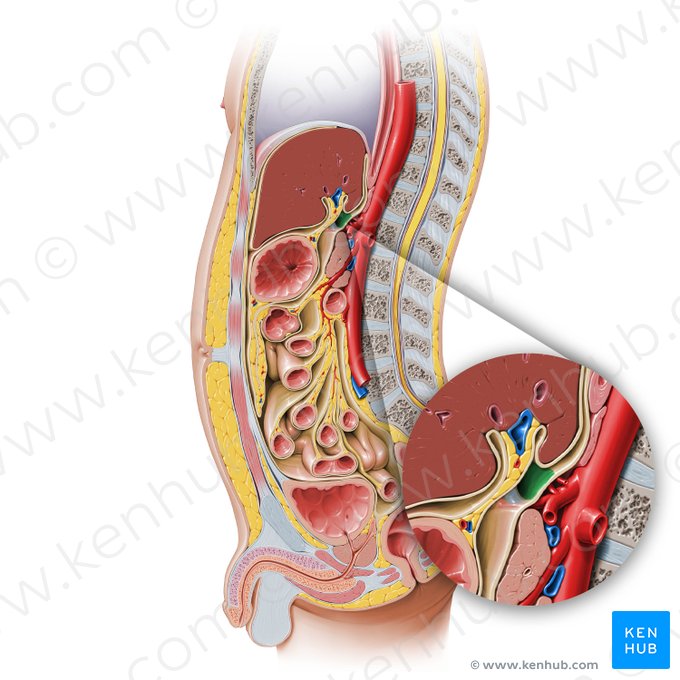 Forame omental (Foramen omentale); Imagem: Paul Kim