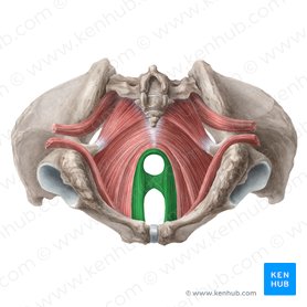 Puborectalis muscle (Musculus puborectalis); Image: Liene Znotina