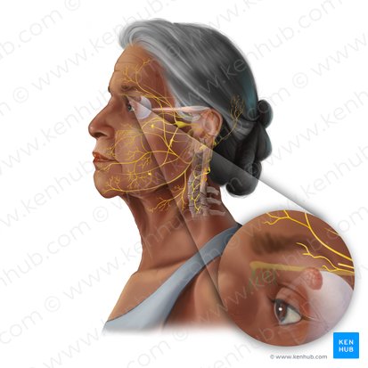 Olfactory fiber bundles (Fila olfactoria); Image: Tal Bavli Ziv
