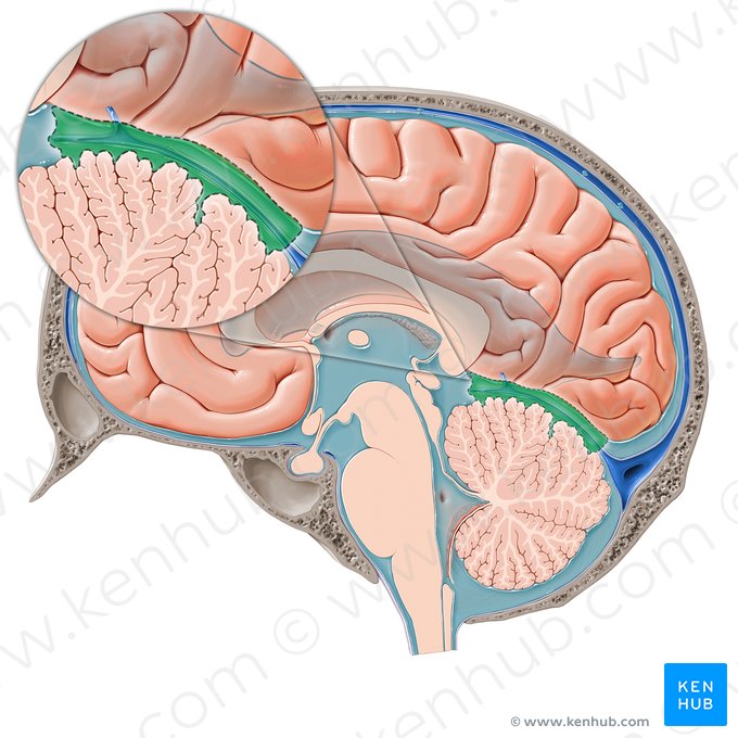 Superior cerebellar cistern (Cisterna superior cerebelli); Image: Paul Kim