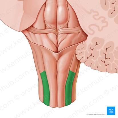 Cuneate fasciculus (Fasciculus cuneatus); Image: Paul Kim