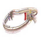 Blood vessels of the intercostal space