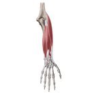 Video recomendado: Músculos del compartimento posterior del antebrazo [17:44]