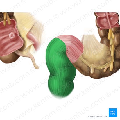 Reto (Rectum); Imagem: Begoña Rodriguez