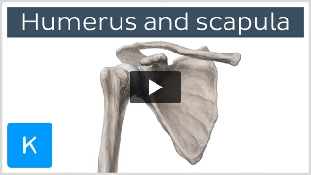 Scapulothoracic joint: Anatomy, function