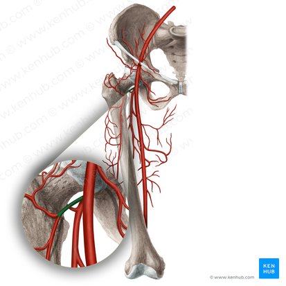 Lateral circumflex femoral artery (Arteria circumflexa lateralis femoralis); Image: Rebecca Betts