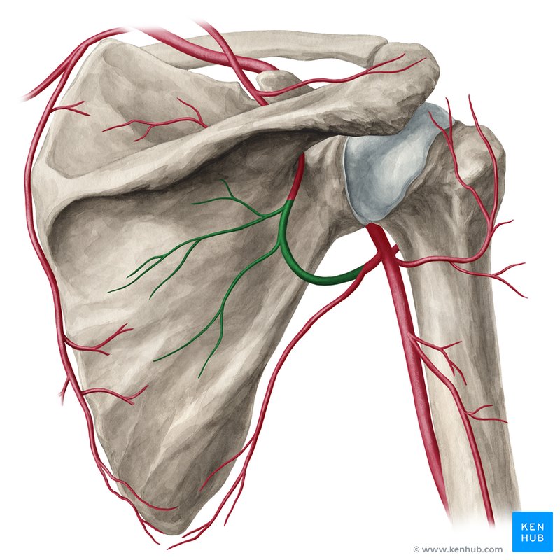 Circumflex scapular artery - dorsal view