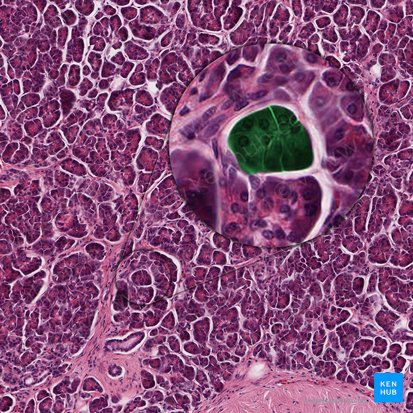 Acinos pancreáticos (Acinus pancreaticus); Imagen: 