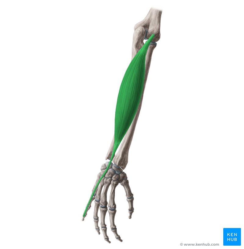 Músculo extensor do dedo mínimo