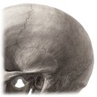 Parietal bone