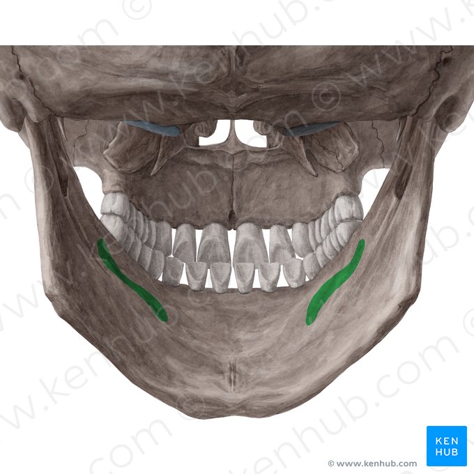 Linha milo-hióidea da mandíbula (Linea mylohyoidea mandibulae); Imagem: Yousun Koh