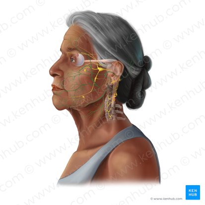 Facial nerve (Nervus facialis); Image: Tal Bavli Ziv