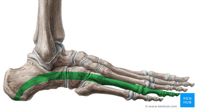 Arches of the foot Anatomy Kenhub