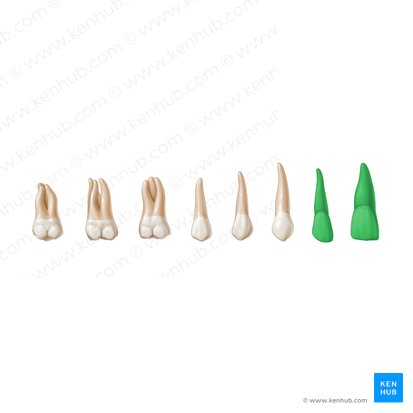 Incisor teeth (Dentes incisivi); Image: Paul Kim