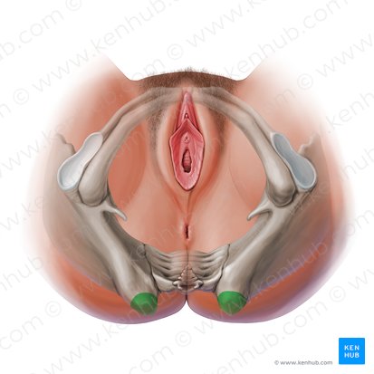 Spina iliaca posterior superior (Hinterer oberer Darmbeinstachel); Bild: Paul Kim