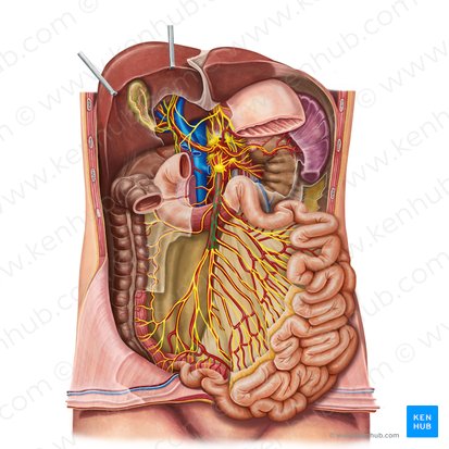 Plexus mesentericus superior (Oberes Gekrösegeflecht); Bild: Irina Münstermann