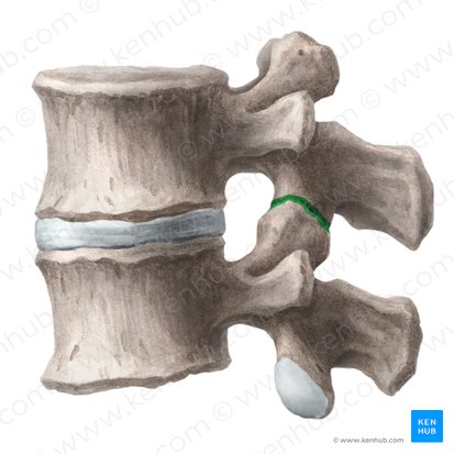 Zygapophyseal joint (Articulatio zygapophysialis); Image: Liene Znotina