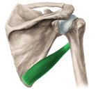 Upper limb muscles and movements