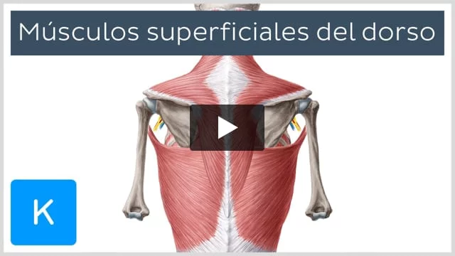 Músculos de la espalda: Anatomía y funciones